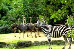 Imphal-Manipur Zoological Garden-1
