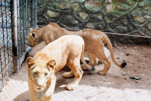 Tata Steel Zoological Park