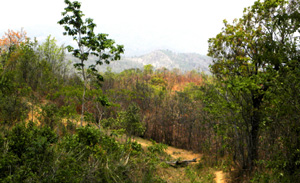 Yangoupokpi-Lokchao Wildlife Sanctuary