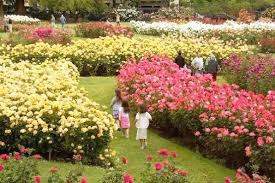 ludhiana-Nehru Rose Garden