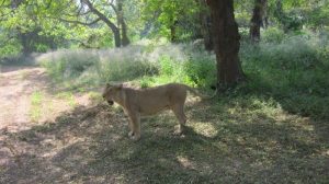 maholi-Chhatbir Zoo